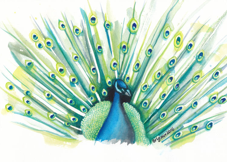 Peacock Watercolour by Brigitte James, showing a blue peacock with fanned green and yellow tail feathers on white.
